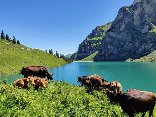 cattle herd of cattle near the lake cow