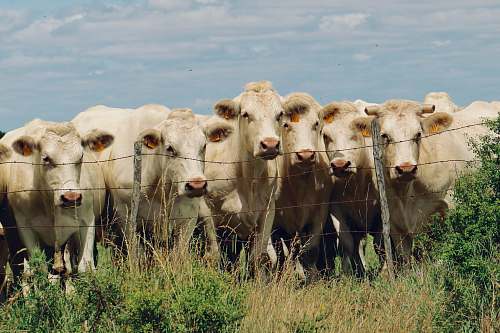 cattle herd of cattle on grass field cow