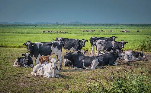 cattle herd of cattle on grass field during day cow