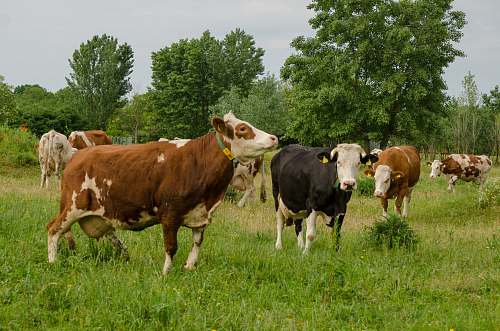 mammal herd of cattle on grass field cow