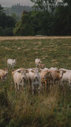mammal herd of cow on grass field cow