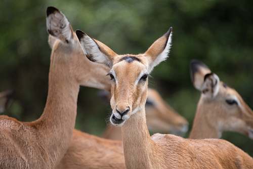 mammal herd of deer antelope