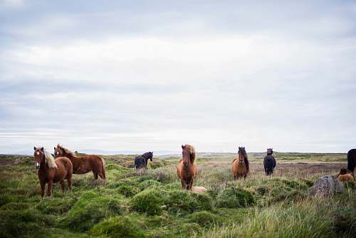 horse herd of horse on green grass horses