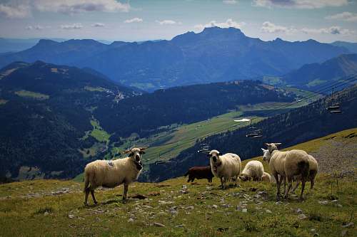 mammal herd of lamb on grass field sheep