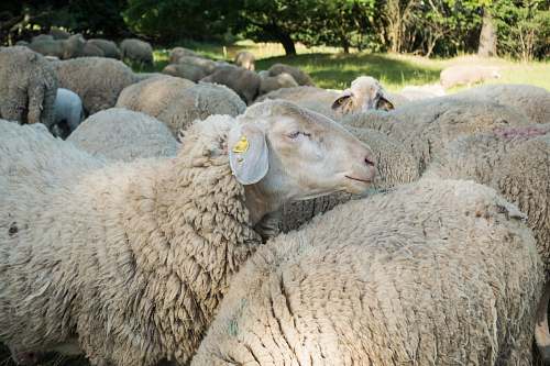 mammal herd of sheep during daytime sheep