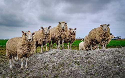 mammal herd of sheep sheep
