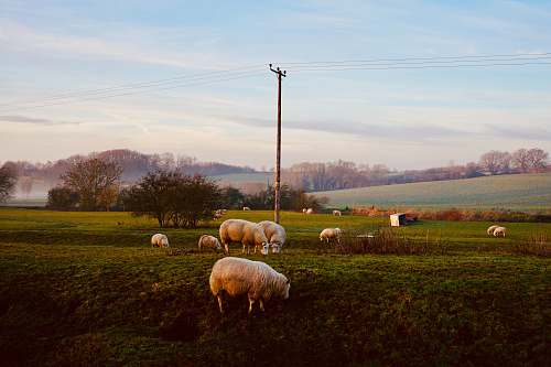 mammal herd of sheep on grass field during daytime sheep