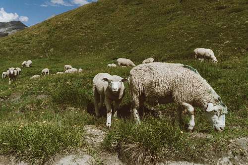 mammal herd of sheeps sheep