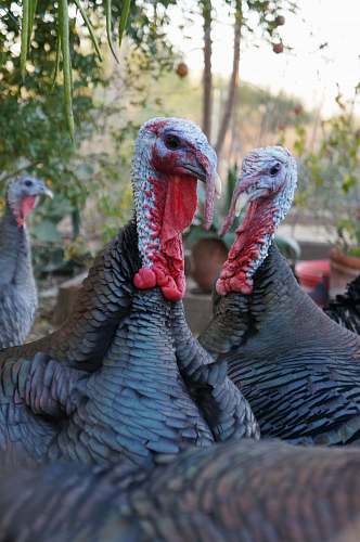 bird herd of turkey animal surrounded by forest poultry
