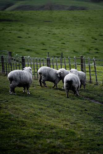 mammal herd of white sheep sheep