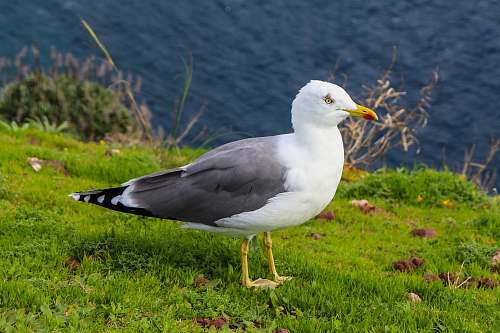 bird herring gull on green grass field seagull