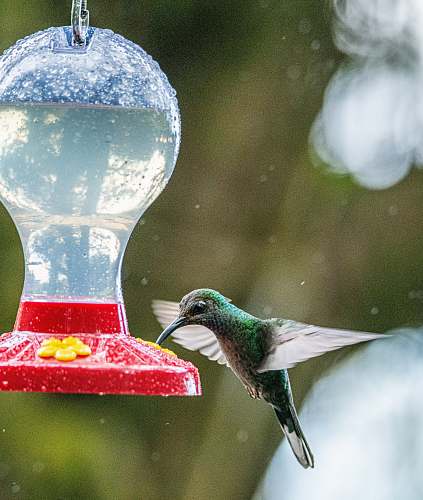 bird hummingbird hovering by drinking container hummingbird