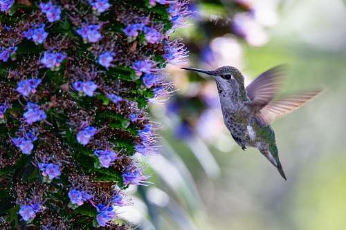 bird hummingbird over blue flowers hummingbird