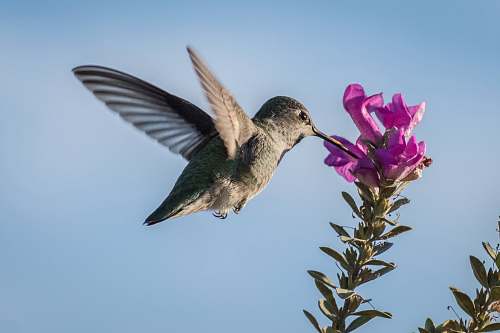 bird hummingbird pecking on purple petaled flower hummingbird