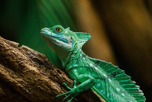lizard iguana on brown branch reptile