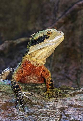 lizard iguana on tree reptile