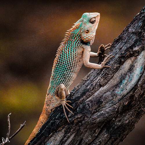 reptile iguana on tree lizard