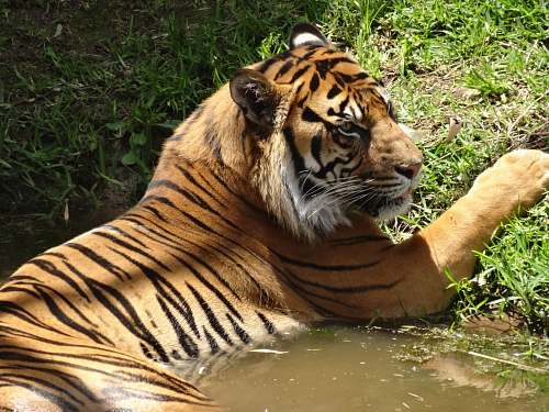 mammal jaguar beside grass field tiger