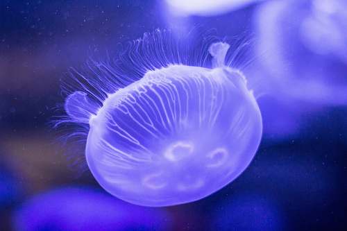 jellyfish jelly fish purple