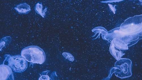 jellyfish jellyfish close-up photography sea life