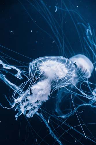 jellyfish jellyfishes underwater invertebrate