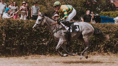 horse jockey on race mammal