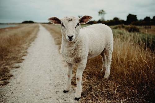 goat lamb on a pathway sheep