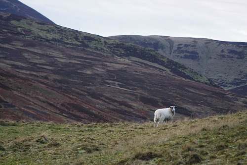 sheep lamp on grass field mammal