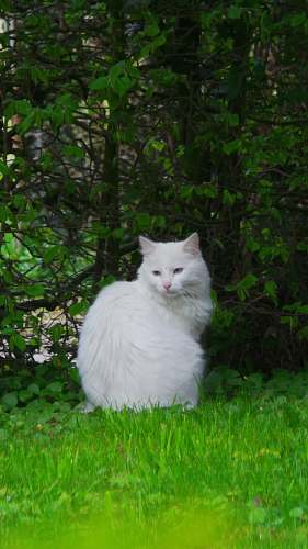 mammal large white cat by grass leafed plant during daytime cat