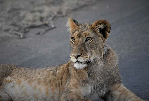 mammal lion cub lying on ground lion