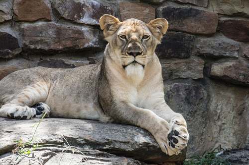 wildlife lion laying on gray stone zoo
