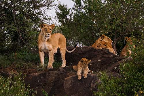 wildlife lion, lioness, and cub mammal