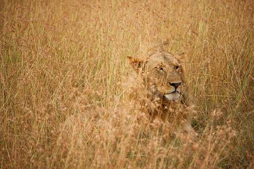 lion lion on brown grass field during daytime savanna
