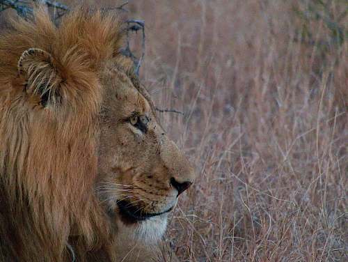 lion lion on grass field canine