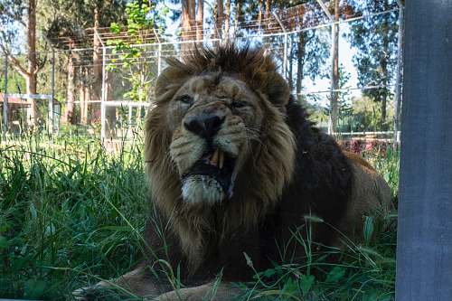 mammal lion photograph wildlife