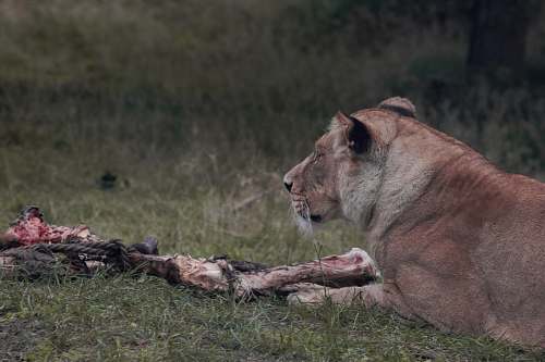 mammal lioness beside flesh lion