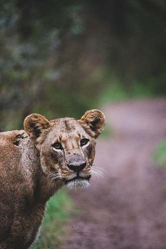 mammal lioness near trees lion