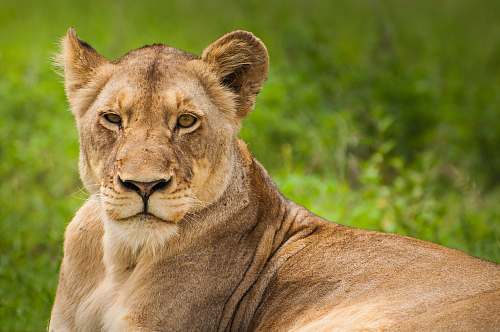 lion lioness on grass wildlife