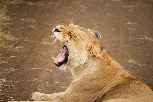 wildlife lioness opening mouth mammal
