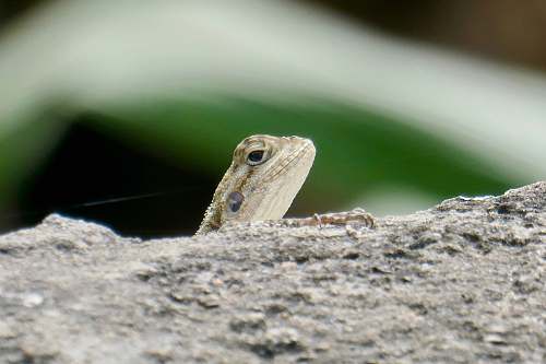 lizard lizard on gray rock\ iguana