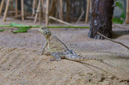 lizard lizard on sand near trees reptile