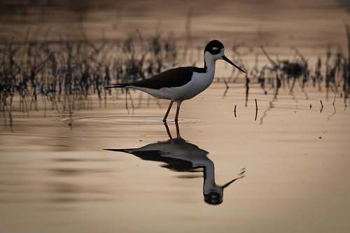 bird long beak bird on body of water nature
