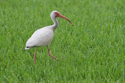bird long-beaked white bird on grassy fields waterfowl