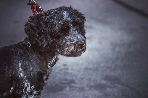 dog long-coated black and white dog pet