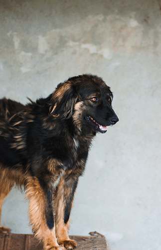 pet long-coated brown and black dog mammal