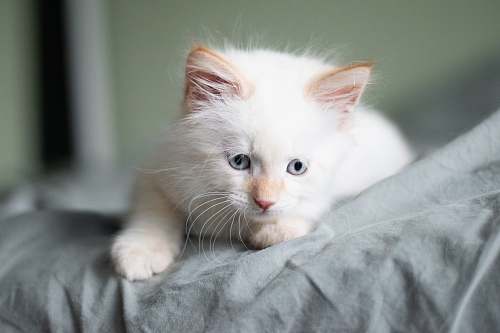 pet long-fur white kitten lying on grey bed sheet kitten