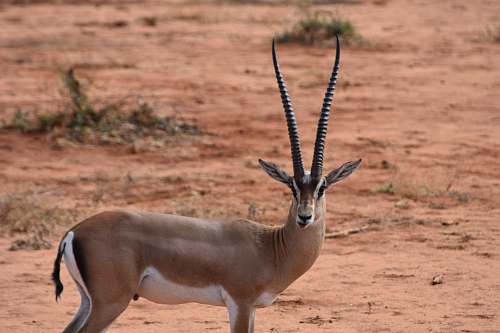 mammal long horned animal standing on brown soil during daytime antelope