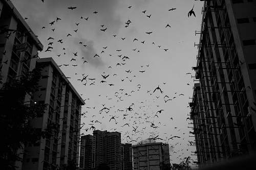 black-and-white low angle photo of flock of birds flock