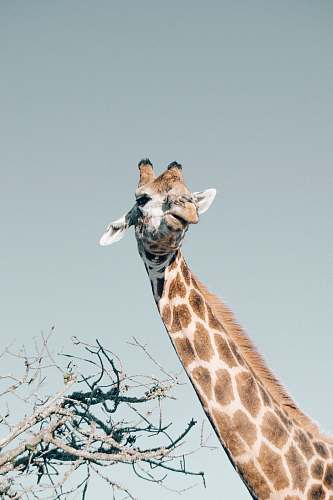 wildlife low-angle photo of giraffe giraffe
