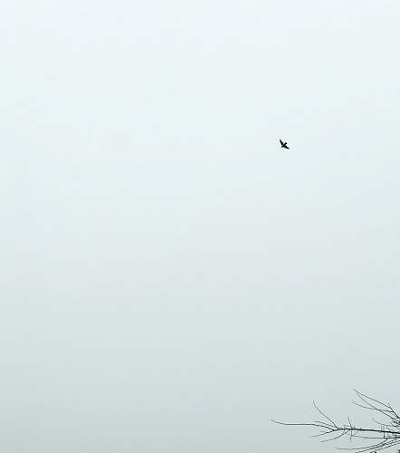 white low angle photography of black bird flying